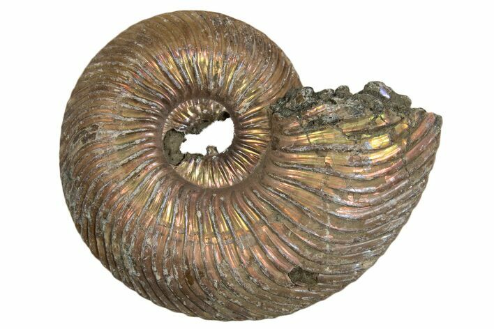 Iridescent, Pyritized Ammonite (Quenstedticeras) Fossil - Russia #337314